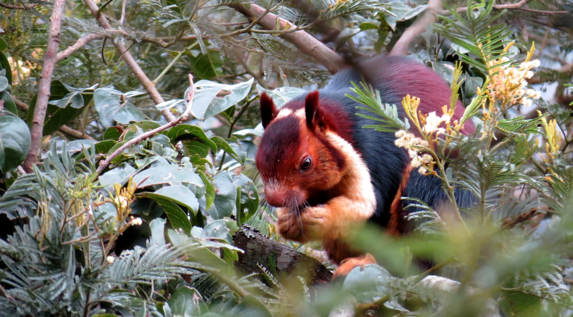 India's Multicolored Squirrel
