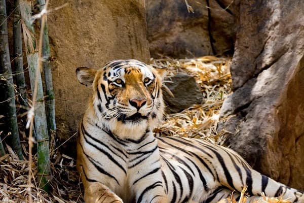 Bannerghatta National Park