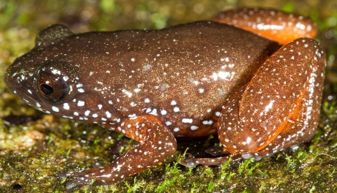 Discovery of the Indian Starry Dwarf Frog