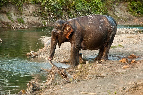 jaldapara elephant