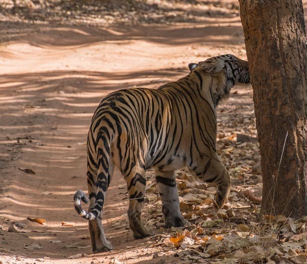 Spotting a Tiger in Periyar Wildlife Sanctuary