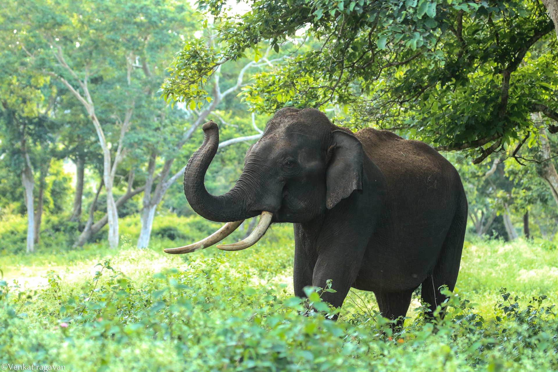 Bandipur National Park