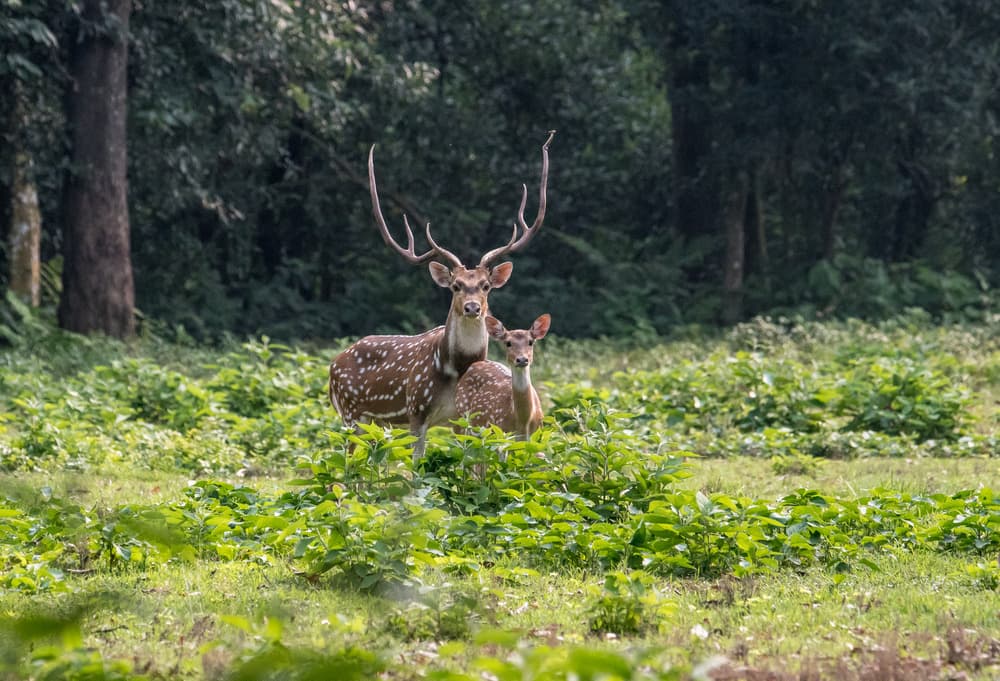 Chitwan National Park