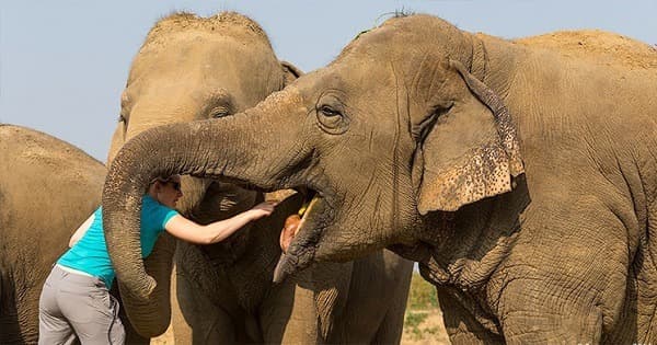 A Life Experience with Elephants