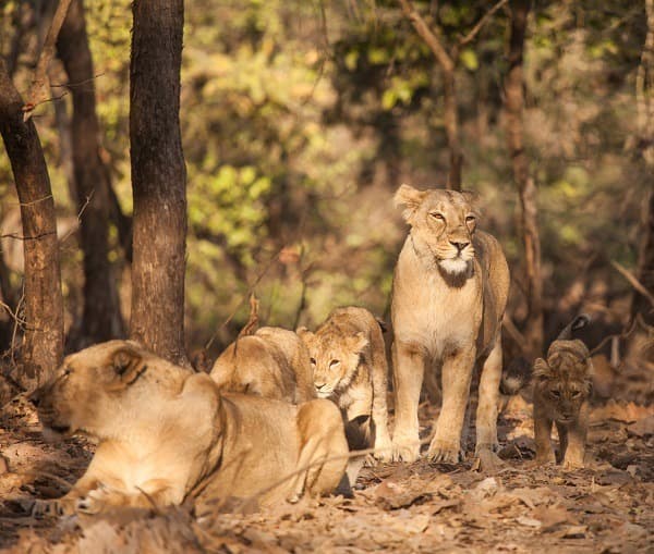 Sasan Gir National Forest Park