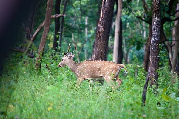 Parc national de Mudumalai