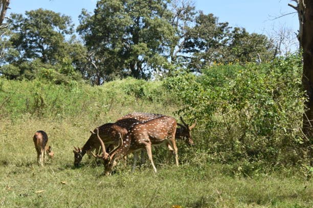 Sasan Gir Forest National Park