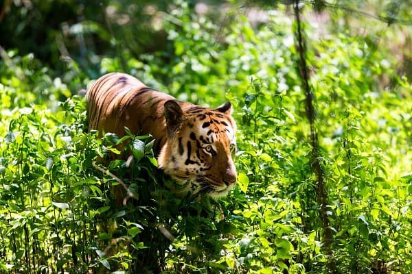 Parc national de Jim Corbett