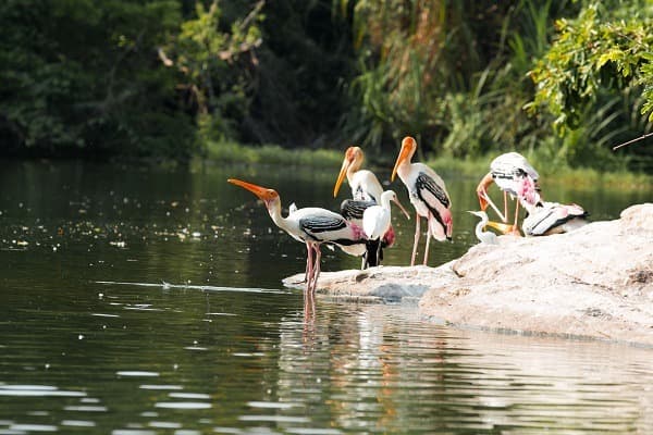 Ranganathithu Bird Sanctuary