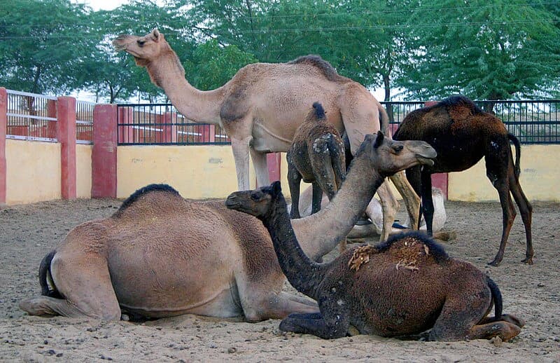 Bikaner's Camel Farm