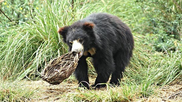 Wildlife SOS Tour