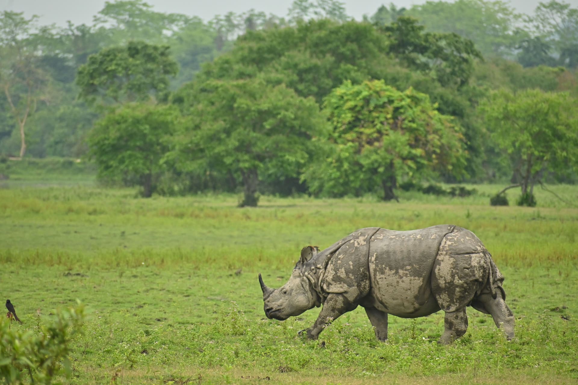 Kaziranga National Park