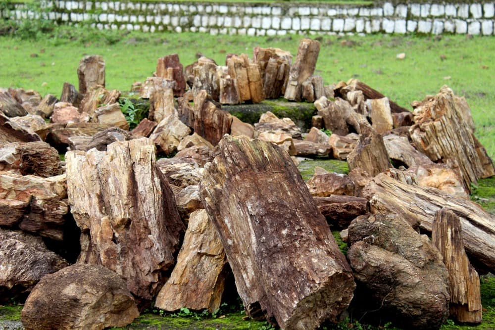 Akal Wood Fossil Park